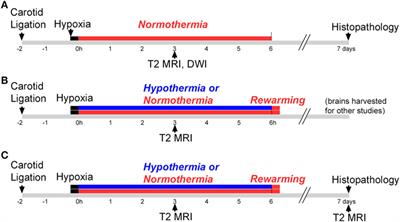 Early Detection of Hypothermic Neuroprotection Using T2-Weighted Magnetic Resonance Imaging in a Mouse Model of Hypoxic Ischemic Encephalopathy